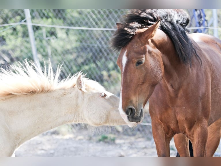 PRE Mix Mare 5 years 16,1 hh Bay in Alcoi/Alcoy