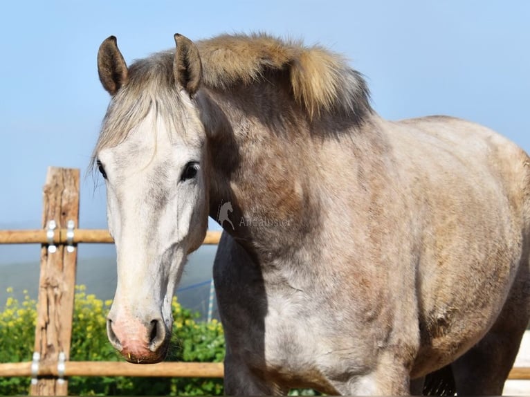 PRE Mare 5 years 16,1 hh Grey in Provinz Malaga