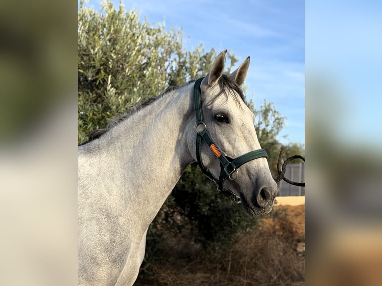 PRE Mix Mare 5 years 16,1 hh Grey in Sevilla