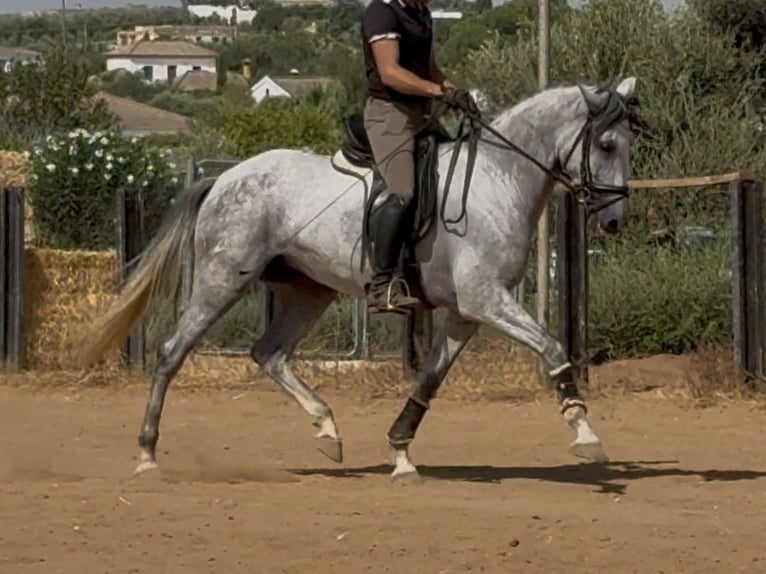 PRE Mix Mare 5 years 16,1 hh Grey in Sevilla