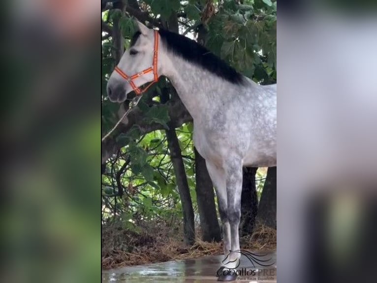 PRE Mare 5 years 16,1 hh in Merida