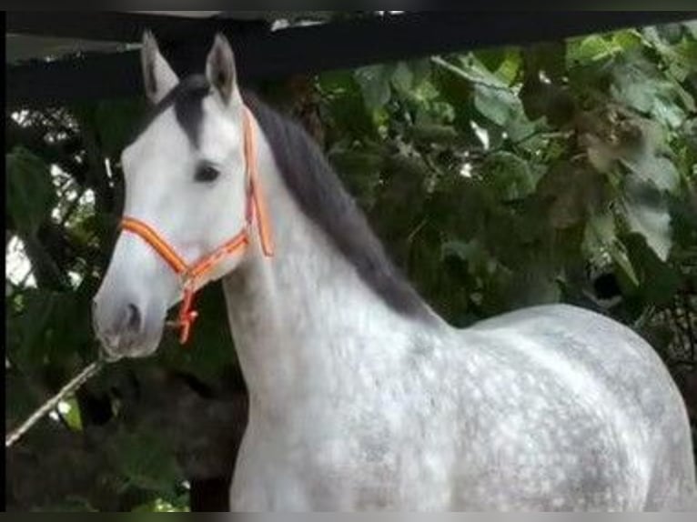PRE Mare 5 years 16,1 hh in Merida