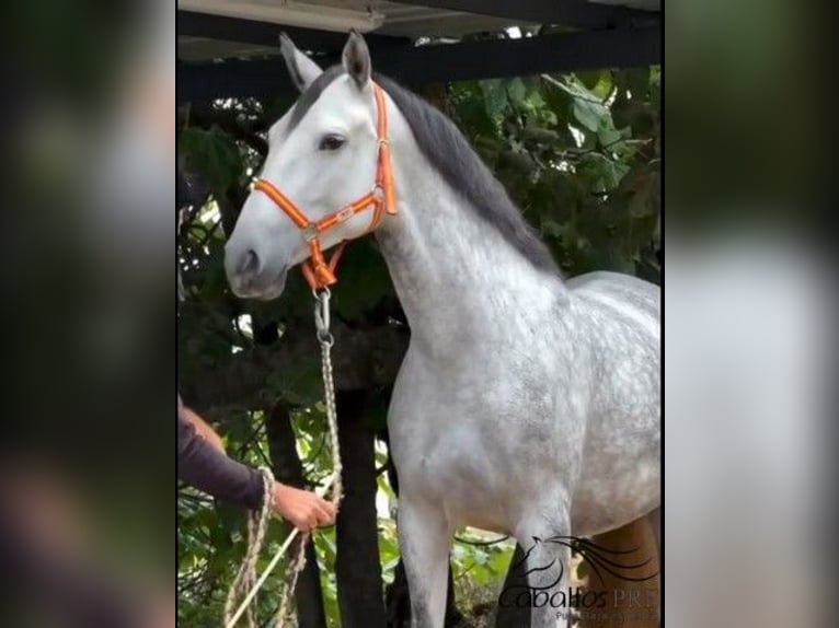 PRE Mare 5 years 16,1 hh in Merida