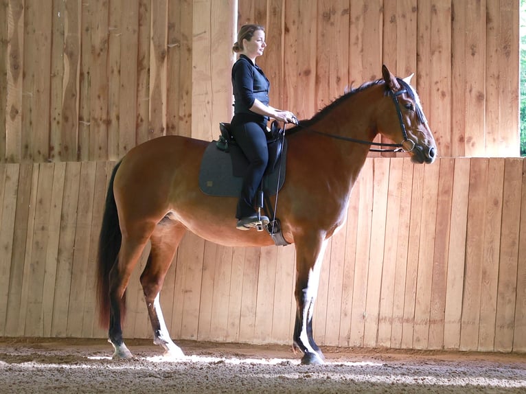 PRE Mix Mare 5 years 16,2 hh Brown in Bad Sooden-Allendorf