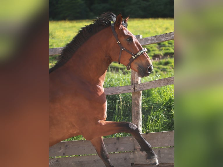 PRE Mix Mare 5 years 16,2 hh Brown in Bad Sooden-Allendorf