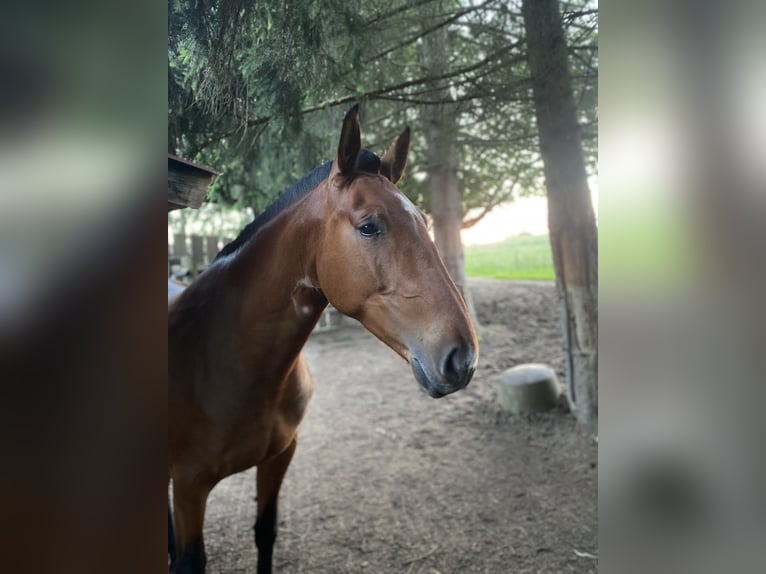 PRE Mix Mare 5 years 16,2 hh Brown in Bad Sooden-Allendorf