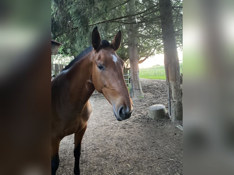 PRE Mix Mare 5 years 16,2 hh Brown in Bad Sooden-Allendorf