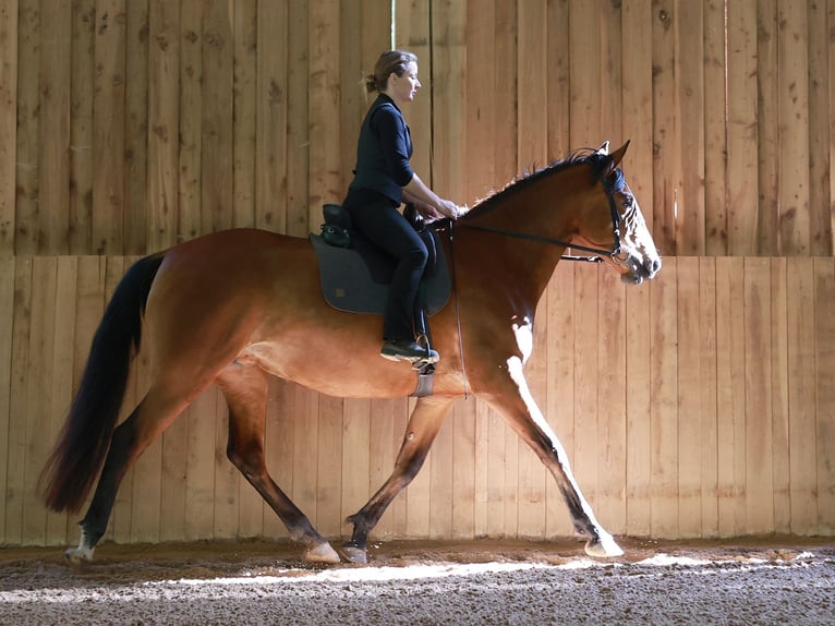 PRE Mix Mare 5 years 16,2 hh Brown in Bad Sooden-Allendorf
