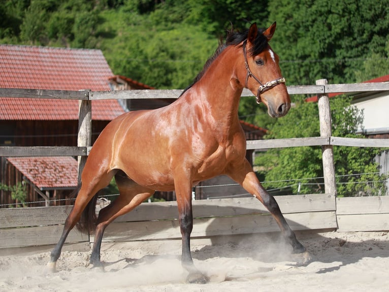 PRE Mix Mare 5 years 16,2 hh Brown in Bad Sooden-Allendorf