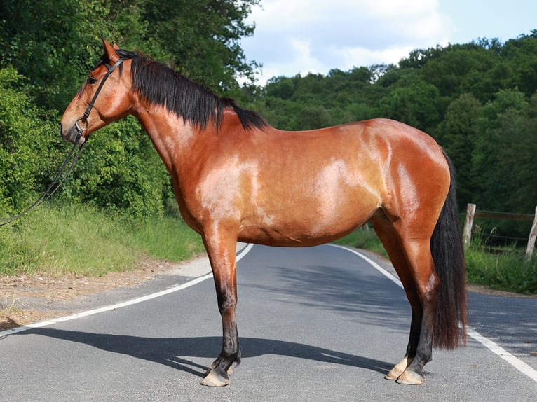 PRE Mix Mare 5 years 16,2 hh Brown in Bad Sooden-Allendorf