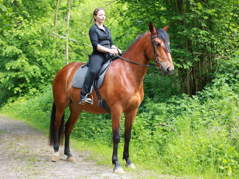 PRE Mix Mare 5 years 16,2 hh Brown in Bad Sooden-Allendorf