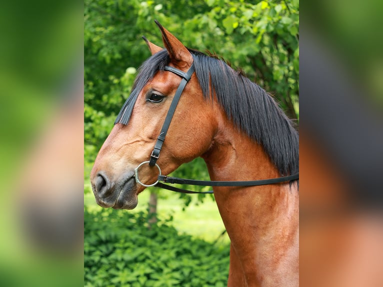 PRE Mix Mare 5 years 16,2 hh Brown in Bad Sooden-Allendorf
