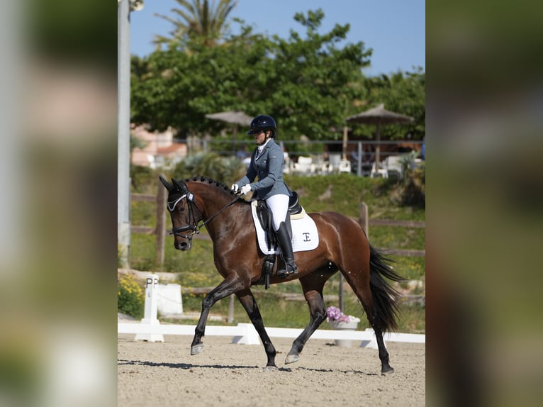 PRE Mare 5 years 16,2 hh Brown in Turís