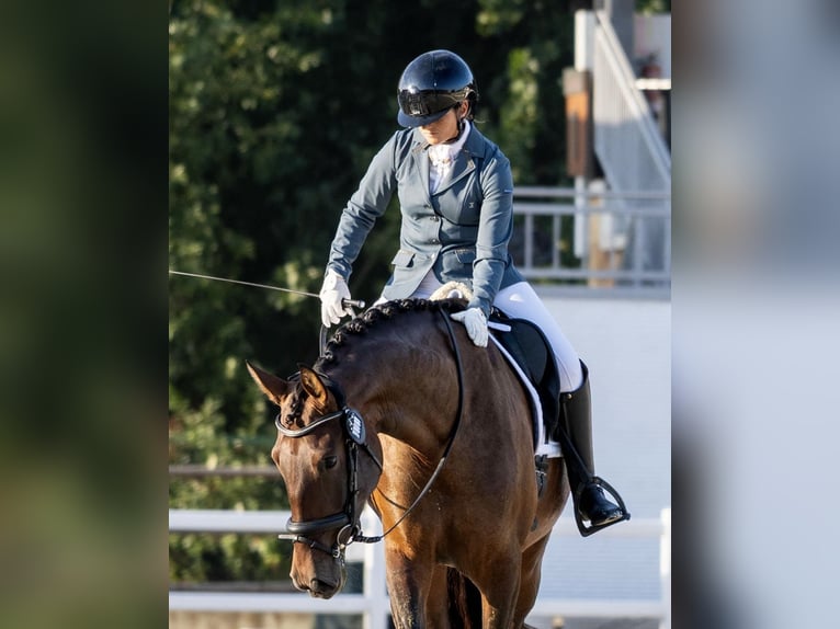 PRE Mare 5 years 16,2 hh Brown in Turís