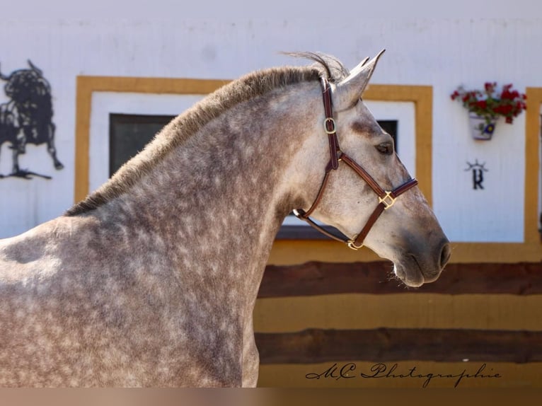 PRE Mix Mare 5 years 16,2 hh Brown Falb mold in Polenz