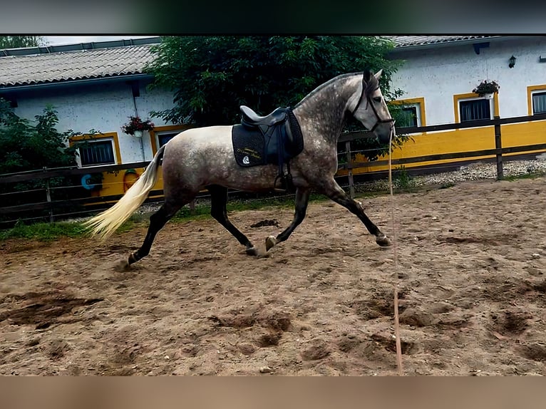 PRE Mix Mare 5 years 16,2 hh Brown Falb mold in Polenz