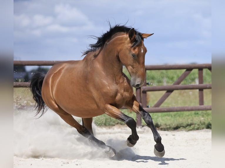 PRE Mix Mare 5 years 17 hh Brown in Bissendorf