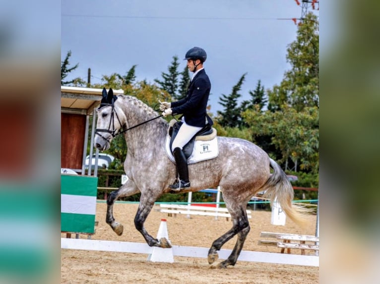 PRE Mare 5 years 17 hh Grey-Dapple in Sevilla