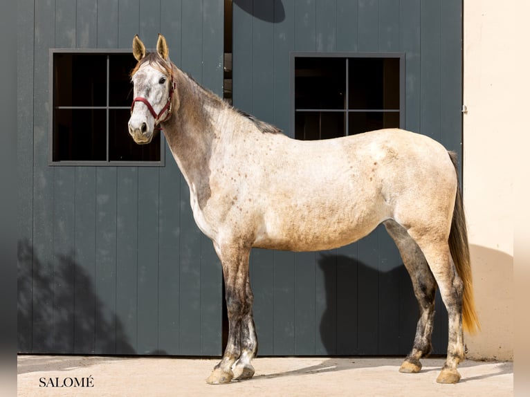 PRE Mare 5 years 17 hh Grey in Argentona