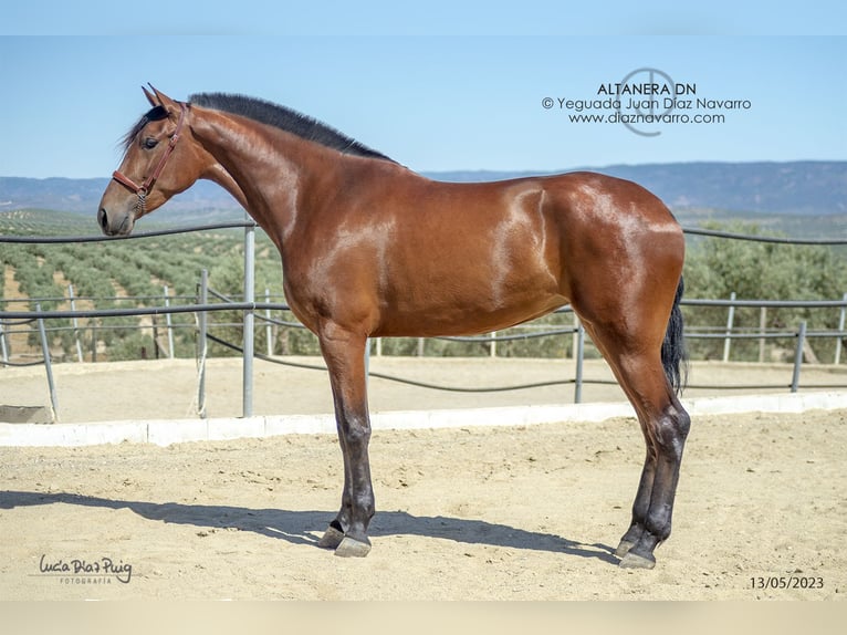 PRE Mix Mare 5 years 17,1 hh Brown in Arjona