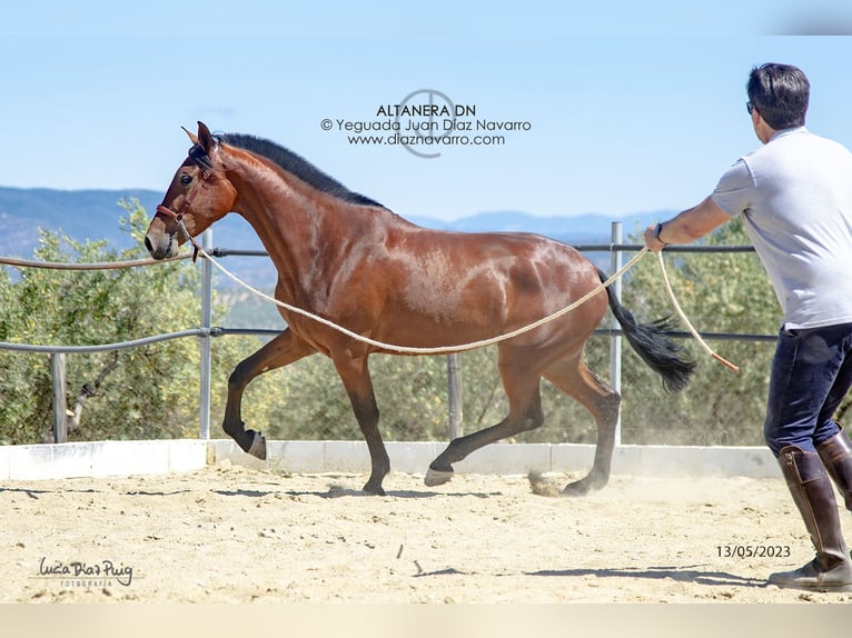 PRE Mix Mare 5 years 17,1 hh Brown in Arjona