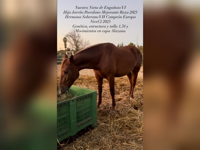 PRE Mare 5 years 17,1 hh Chestnut-Red in Arcos de la Frontera