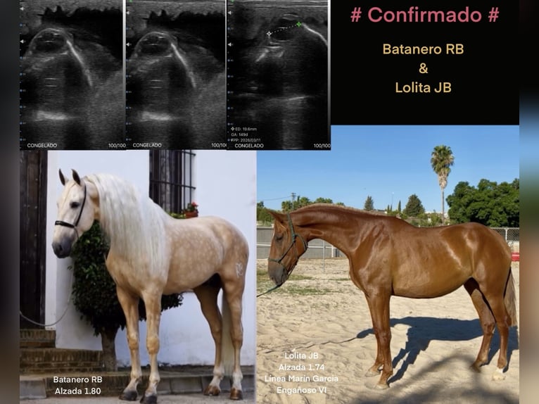 PRE Mare 5 years 17,1 hh Chestnut-Red in Arcos de la Frontera