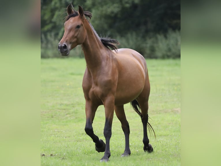 PRE Mare 5 years Brown in Berlin