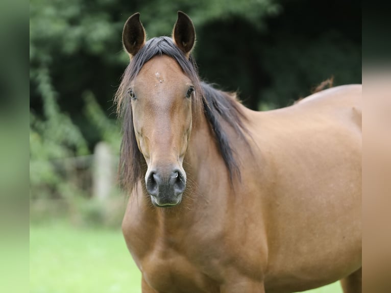 PRE Mare 5 years Brown in Berlin