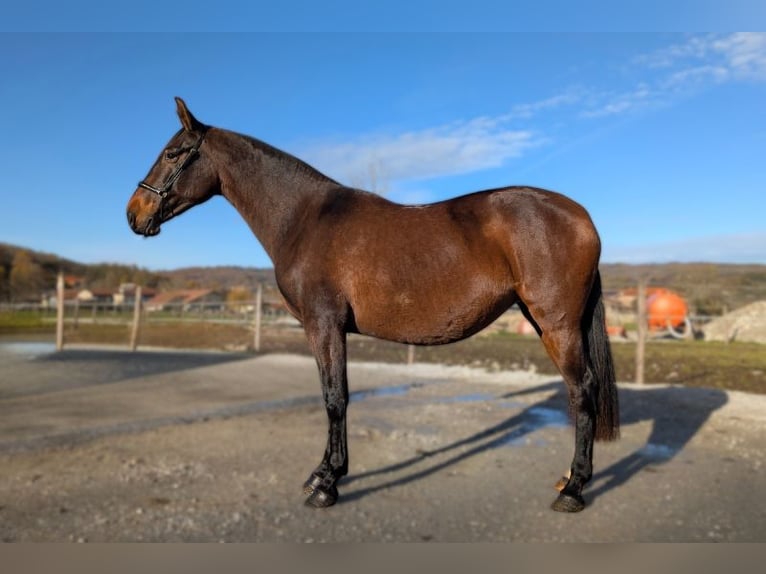 PRE Mare 5 years Brown in Caumont