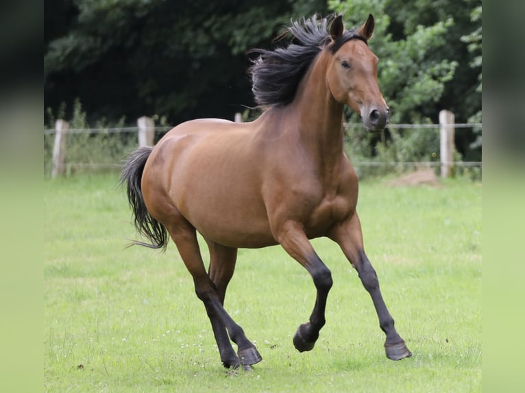 PRE Mare 5 years Brown in Berlin