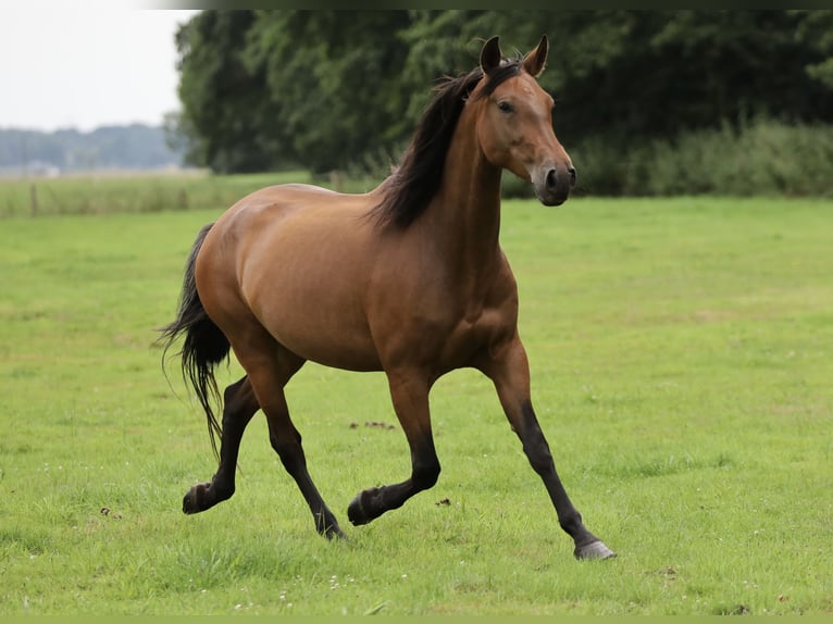 PRE Mare 5 years Brown in Berlin