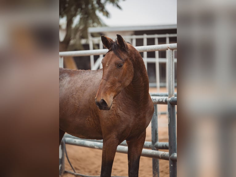 PRE Mare 5 years Brown in Bollullos Par Del Condado