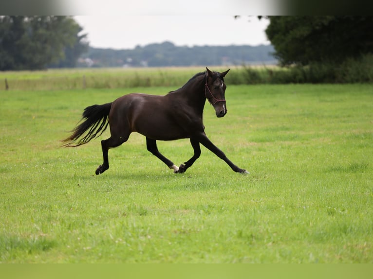 PRE Mare 5 years Brown in Berlin