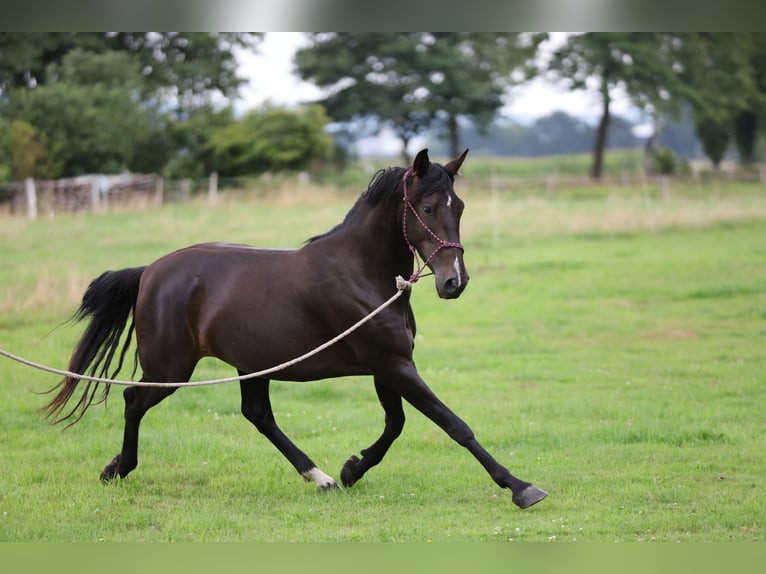 PRE Mare 5 years Brown in Berlin