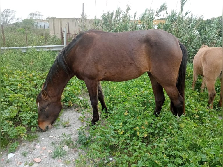 PRE Mix Mare 6 years 14.2 hh Brown in Hamburg