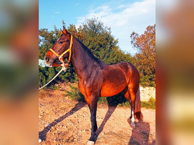 PRE Mix Mare 6 years 14.2 hh Brown in Hamburg