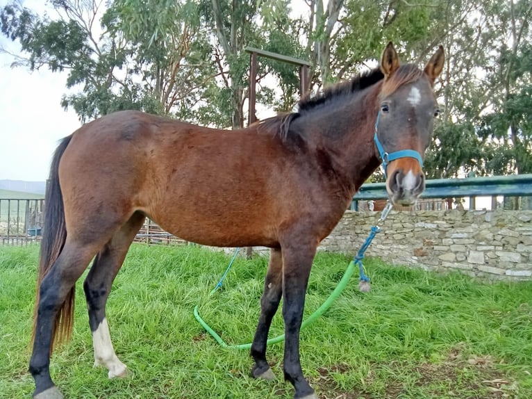 PRE Mix Mare 6 years 14.2 hh Brown in Hamburg