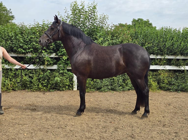 PRE Mix Mare 6 years 15.1 hh Black in Derenbach