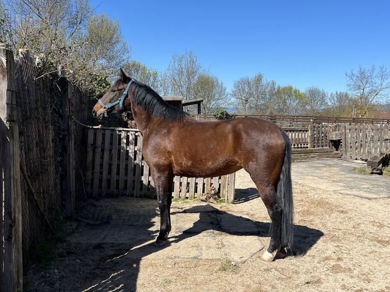 PRE Mix Mare 6 years 15.1 hh Brown in Larraga