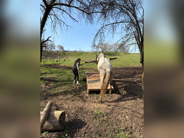 PRE Mare 6 years 15.1 hh Grey in Fischbachtal