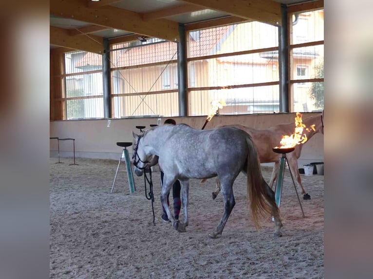 PRE Mare 6 years 15.1 hh Grey in Fischbachtal