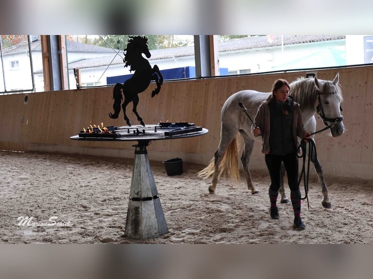 PRE Mare 6 years 15.1 hh Grey in Fischbachtal