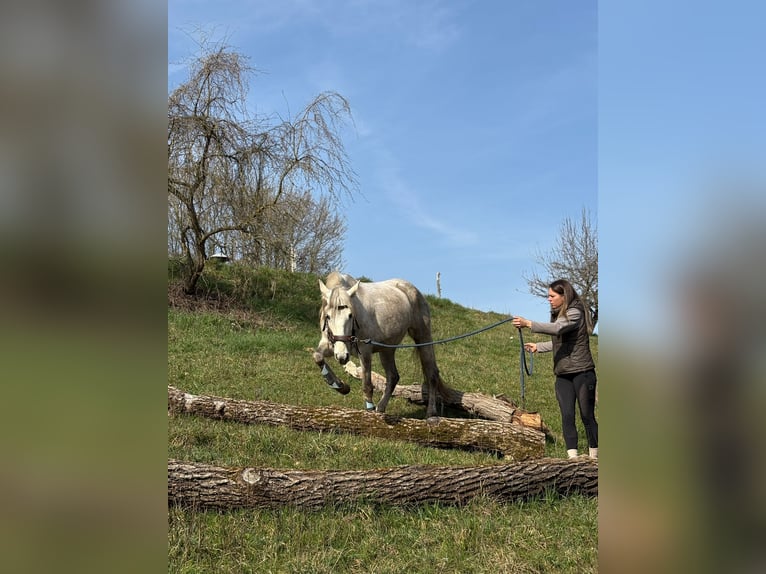 PRE Mare 6 years 15.1 hh Grey in Fischbachtal