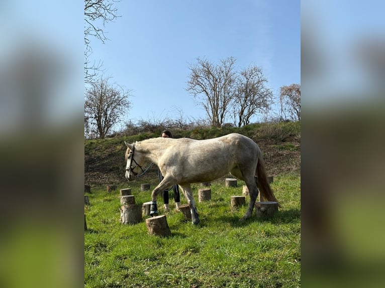PRE Mare 6 years 15.1 hh Grey in Fischbachtal