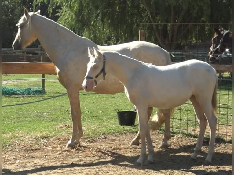 PRE Mare 6 years 15,1 hh Palomino in Pedret i Marzá