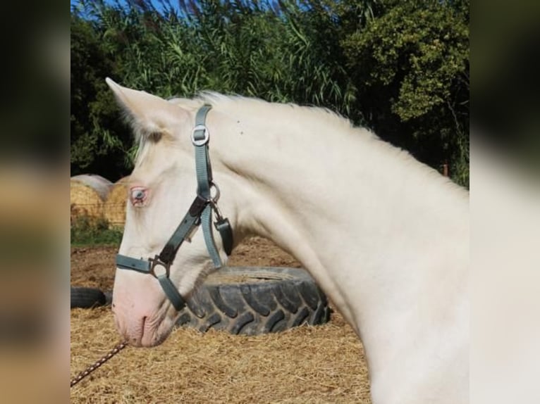 PRE Mare 6 years 15,1 hh Palomino in Pedret i Marzá