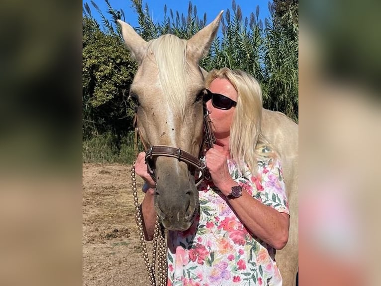 PRE Mare 6 years 15,1 hh Palomino in Pedret i Marzá