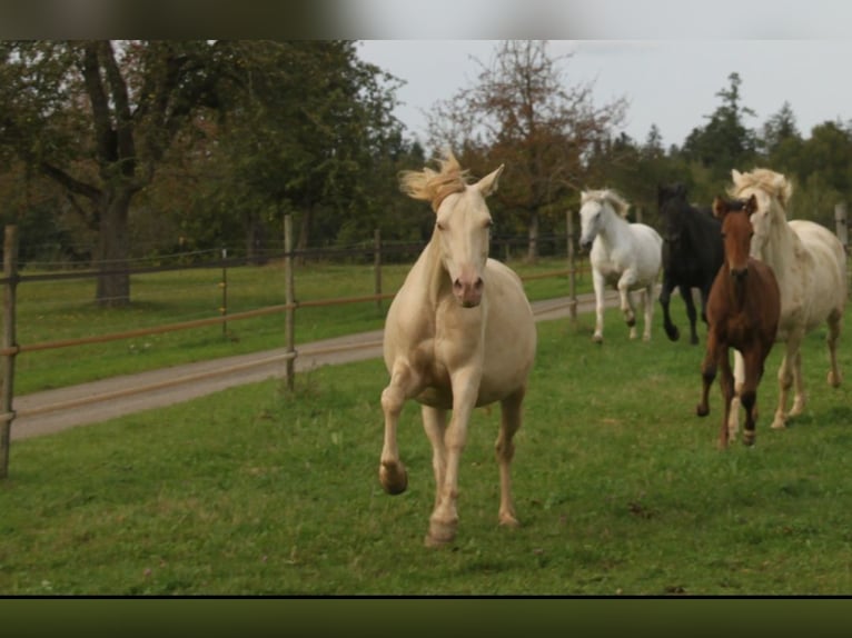 PRE Mare 6 years 15,1 hh Perlino in Balingen