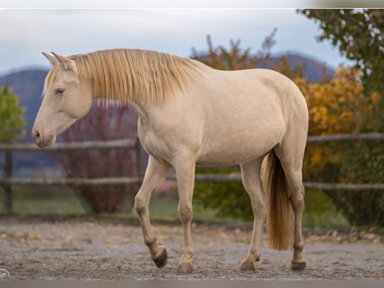 PRE Mare 6 years 15,1 hh Perlino in Balingen